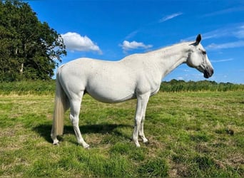 Trakehner, Mare, 16 years, 16.1 hh, Grey
