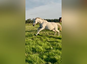 Trakehner, Mare, 16 years, 16.1 hh, Grey