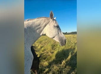 Trakehner, Mare, 16 years, 16.1 hh, Grey