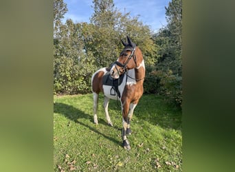 Trakehner, Stute, 16 Jahre, 16,1 hh, Schecke