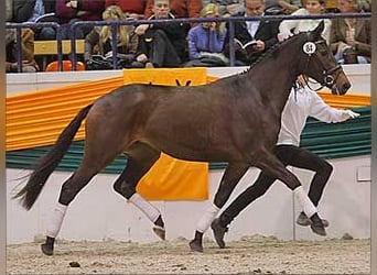 Trakehner, Mare, 16 years, 16,1 hh, Bay-Dark