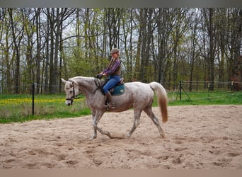 Trakehner, Mare, 16 years, 16,1 hh, Grey