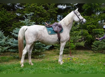 Trakehner, Mare, 16 years, 16,1 hh, Grey
