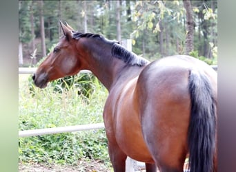 Trakehner, Mare, 17 years, 16.1 hh, Brown