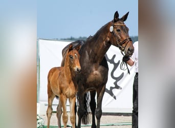 Trakehner, Mare, 17 years, 16.2 hh, Bay-Dark