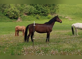 Trakehner, Mare, 17 years, 16,1 hh, Bay-Dark