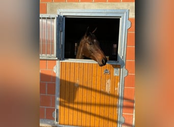 Trakehner, Mare, 17 years, Brown