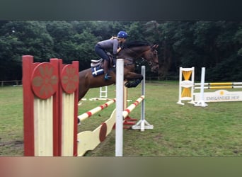 Trakehner, Mare, 17 years, Brown