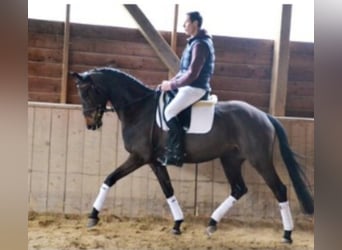 Trakehner, Mare, 18 years, 16.1 hh, Bay-Dark