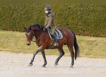 Trakehner, Mare, 18 years, 16.1 hh, Brown