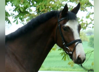 Trakehner, Mare, 18 years, 16 hh, Brown