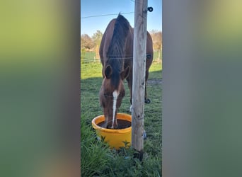 Trakehner, Mare, 19 years, 16 hh