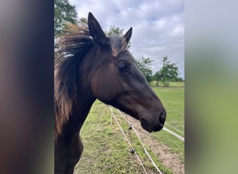 Trakehner, Mare, 1 year, 14.2 hh, Bay-Dark