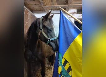 Trakehner, Mare, 1 year, 14,3 hh, Smoky-Black