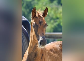 Trakehner, Mare, 1 year, 16,1 hh, Chestnut