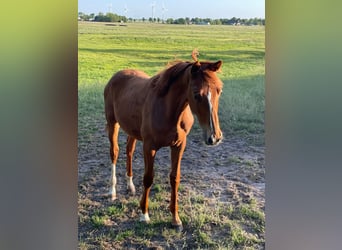 Trakehner, Mare, 1 year, 16.1 hh, Chestnut-Red
