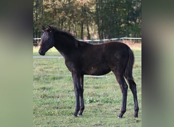 Trakehner, Mare, 1 year, 16.2 hh, Black