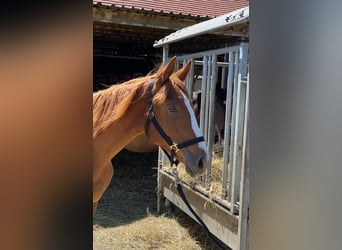 Trakehner, Mare, 1 year, 16.2 hh, Chestnut-Red