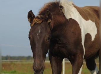 Trakehner, Mare, 1 year, 16,2 hh, Pinto