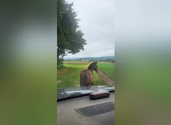 Trakehner, Mare, 1 year, 16 hh, Bay-Dark