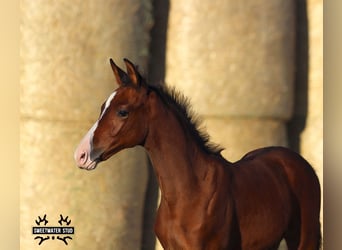 Trakehner, Mare, 1 year, 16 hh, Brown