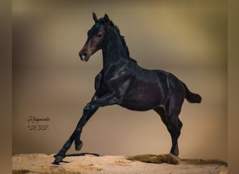 Trakehner, Mare, 1 year, 16 hh, Smoky-Black