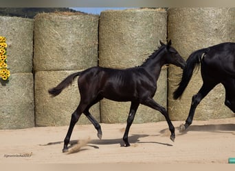 Trakehner, Mare, 1 year, 16 hh, Smoky-Black