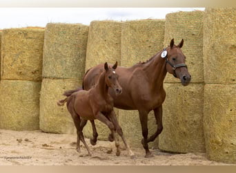 Trakehner, Mare, 1 year, 16,1 hh, Chestnut-Red