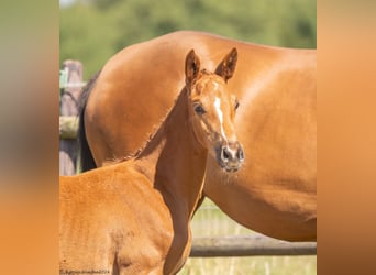 Trakehner, Mare, 1 year, 16,1 hh, Chestnut-Red