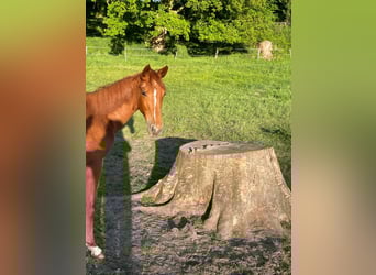 Trakehner, Mare, 1 year, 16,1 hh, Chestnut-Red