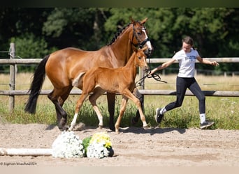 Trakehner, Mare, 1 year, 16,1 hh, Chestnut-Red