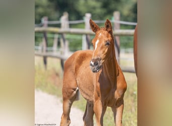 Trakehner, Mare, 1 year, 16,1 hh, Chestnut-Red