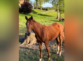 Trakehner, Mare, 1 year, 16,1 hh, Chestnut-Red