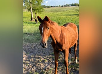 Trakehner, Mare, 1 year, 16,1 hh, Chestnut-Red