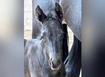 Trakehner, Mare, 1 year, 16,2 hh, Black