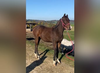 Trakehner, Mare, 1 year, 17 hh, Brown