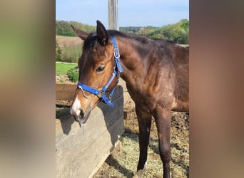 Trakehner, Mare, 1 year, 17 hh, Brown