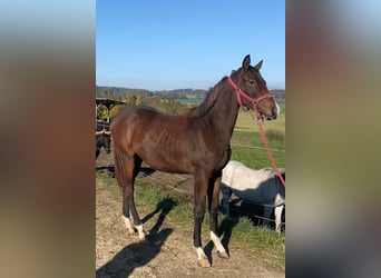 Trakehner, Mare, 1 year, 17 hh, Brown