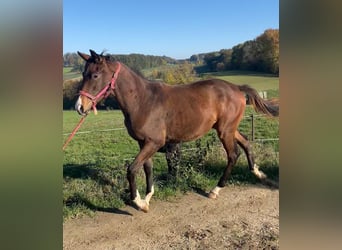 Trakehner, Mare, 1 year, 17 hh, Brown