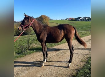 Trakehner, Mare, 1 year, 17 hh, Brown