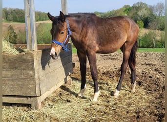 Trakehner, Mare, 1 year, 17 hh, Brown