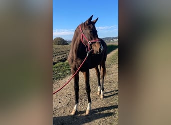 Trakehner, Mare, 1 year, 17 hh, Brown