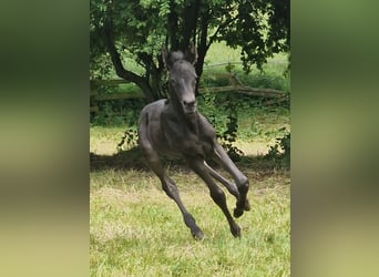 Trakehner, Mare, 1 year, Black