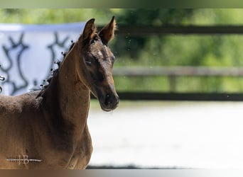 Trakehner, Mare, 1 year, Black