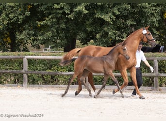Trakehner, Mare, 1 year, Brown