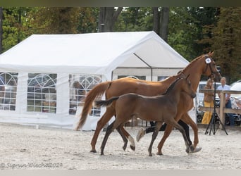 Trakehner, Mare, 1 year, Brown