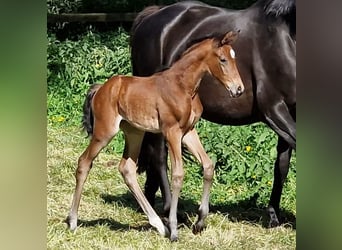 Trakehner, Mare, 1 year, Brown