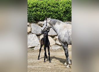 Trakehner, Mare, 1 year, Can be white