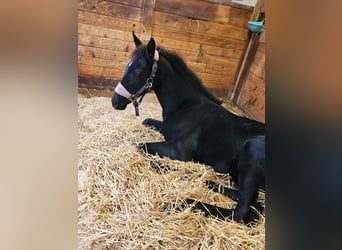 Trakehner, Mare, 1 year, Can be white