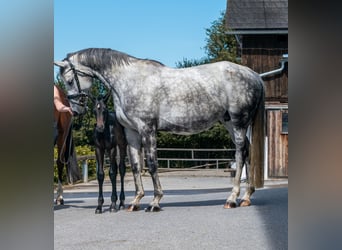 Trakehner, Mare, 1 year, Can be white